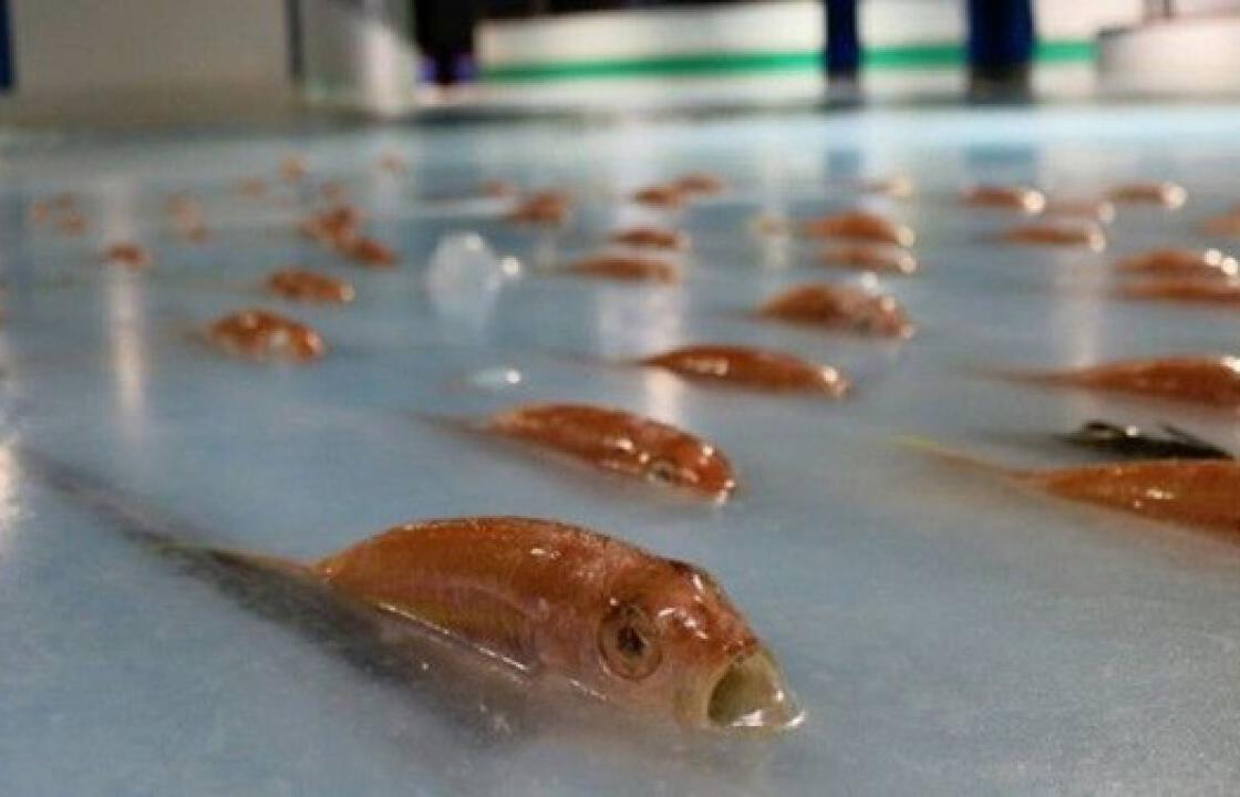 Θύελλα αντιδράσεων για το παγοδρόμιο με τα 5.000 κατεψυγμένα ψάρια