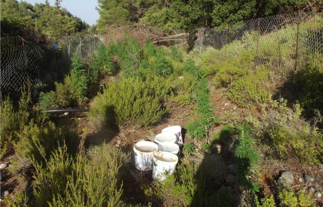 Συνελήφθη επ&#039; αυτοφώρω 74χρονος ημεδαπός καλλιεργητής δενδρυλλίων κάνναβης στη Ρόδο.Δείτε φωτογραφίες