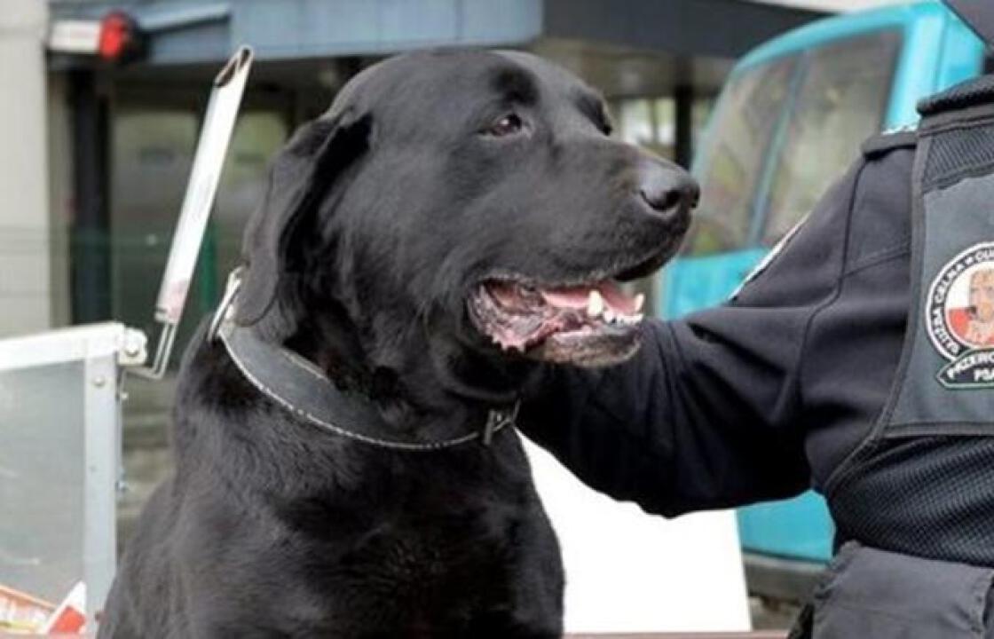 «Προσλήψεις» σκύλων στα τελωνεία για τα κρυμμένα μετρητά