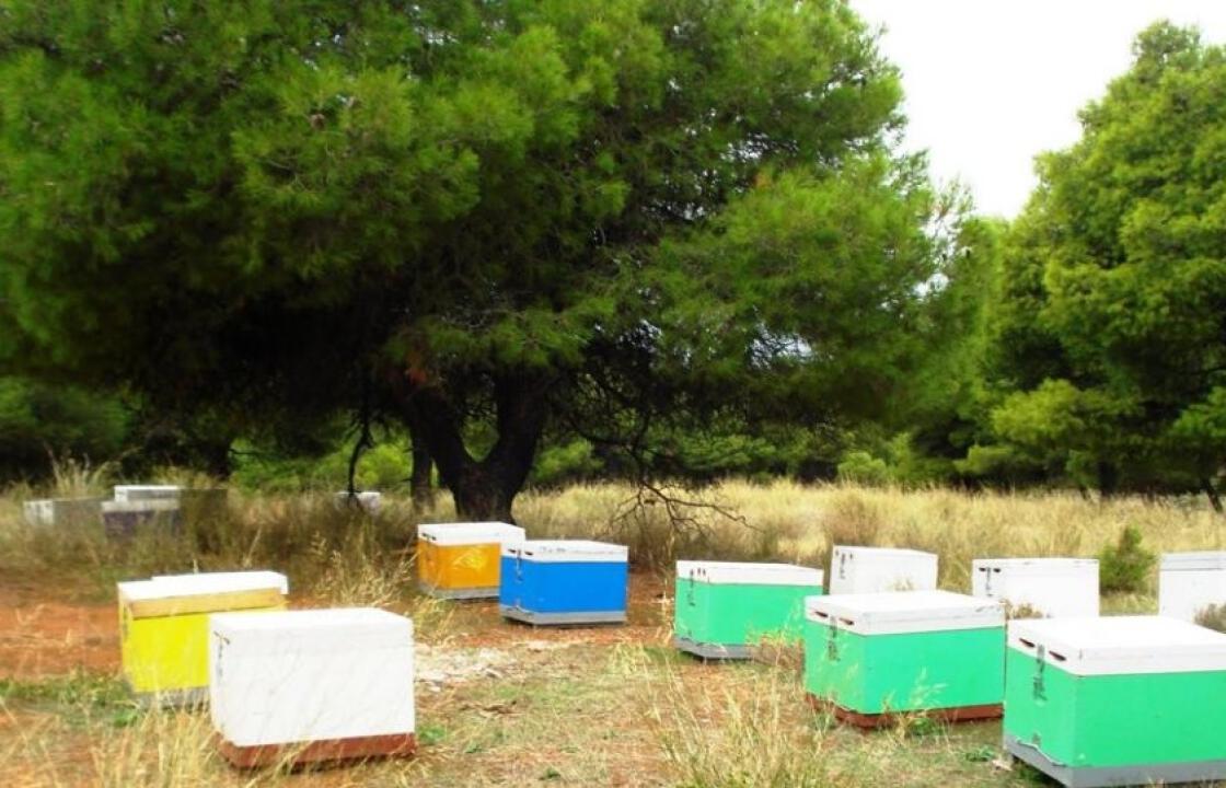 Σύλληψη αλλοδαπού για ζωοκτονία και ζωοκλοπή στη Λέρο