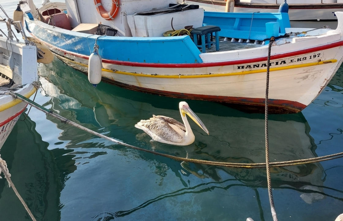 Νίκος Μυλωνάς: Στον σπουδαίο επισκέπτη μας - ‘’Φίλε Πέτρο! Μείνε στην Κω’’!