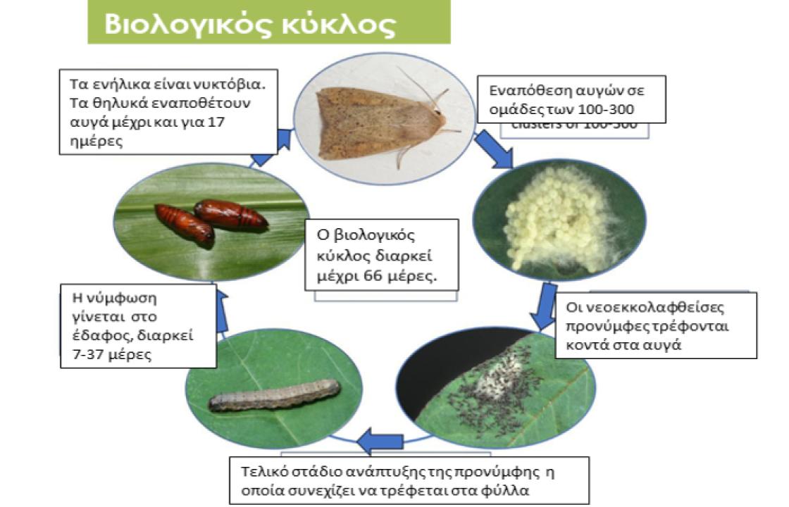 Επαρχείο Κω &amp; τμήμα Αγροτικής Οικονομίας – Δ.Α.Ο Δωδ/σου: Εμφάνιση του επιβλαβούς οργανισμού καραντίνας Spodoptera frugiperda σε καλλιέργειες αραβοσίτου και ντομάτας, στην Κω