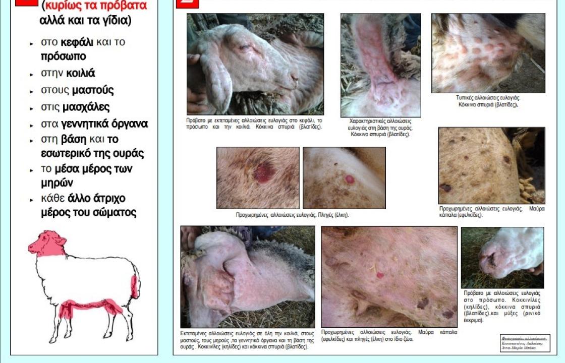 Περιφέρεια Ν. Αιγαίου: Οδηγίες προς τους κτηνοτρόφους για την ευλογιά των προβάτων