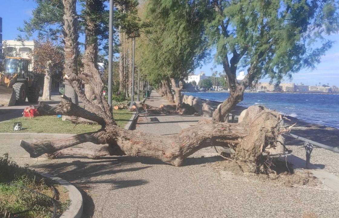 Απομακρύνθηκαν τα δέντρα που ξεριζώθηκαν από τους ισχυρούς ανέμους στην Βασιλέως Γεωργίου